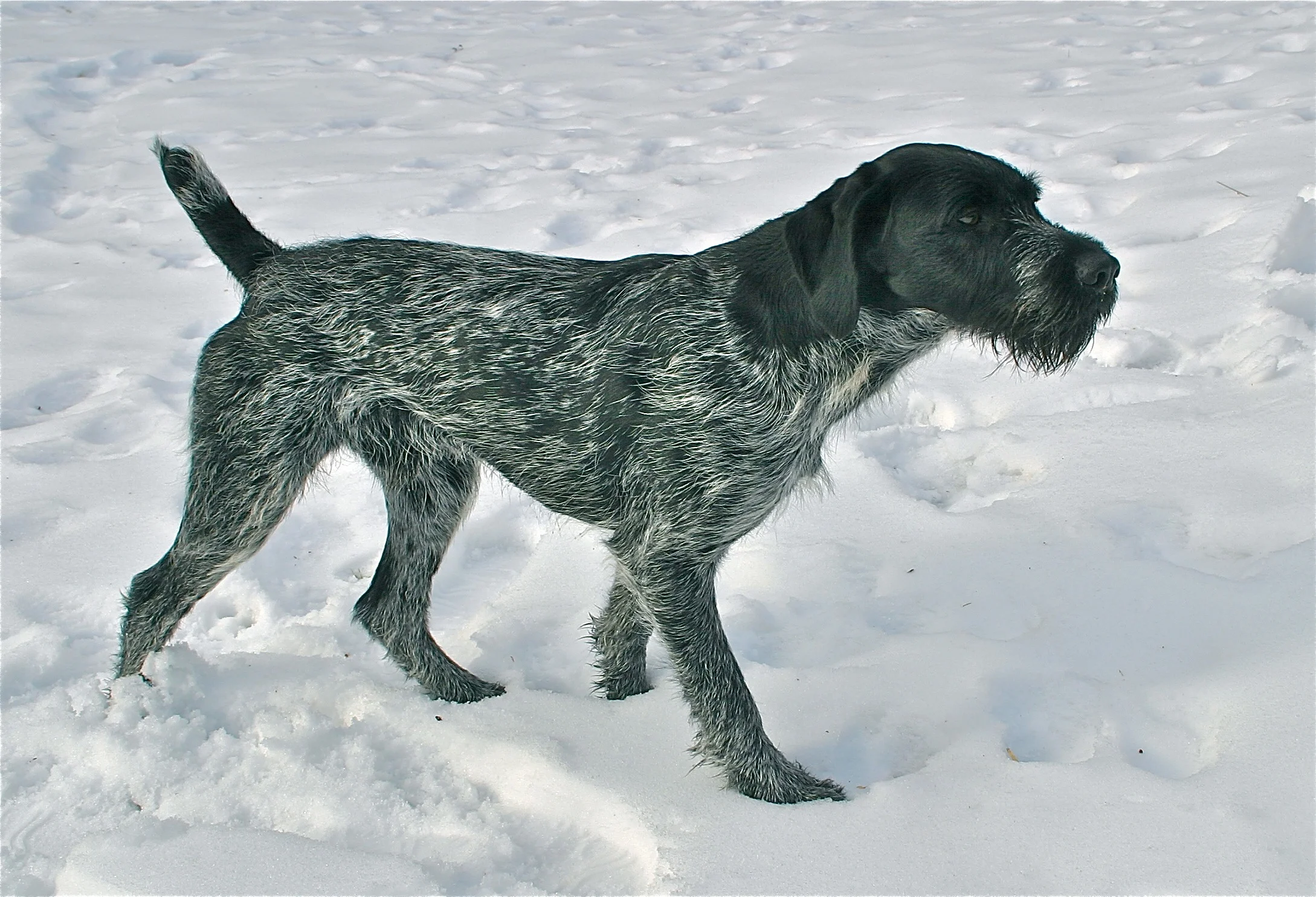 Gwp Puppies 2015