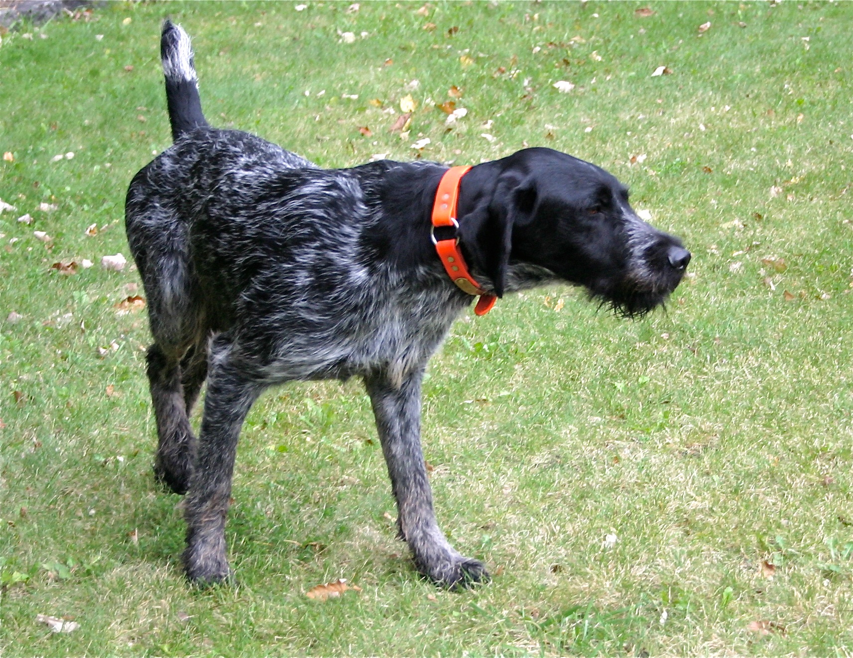 German Wirehaired Pointer Picture