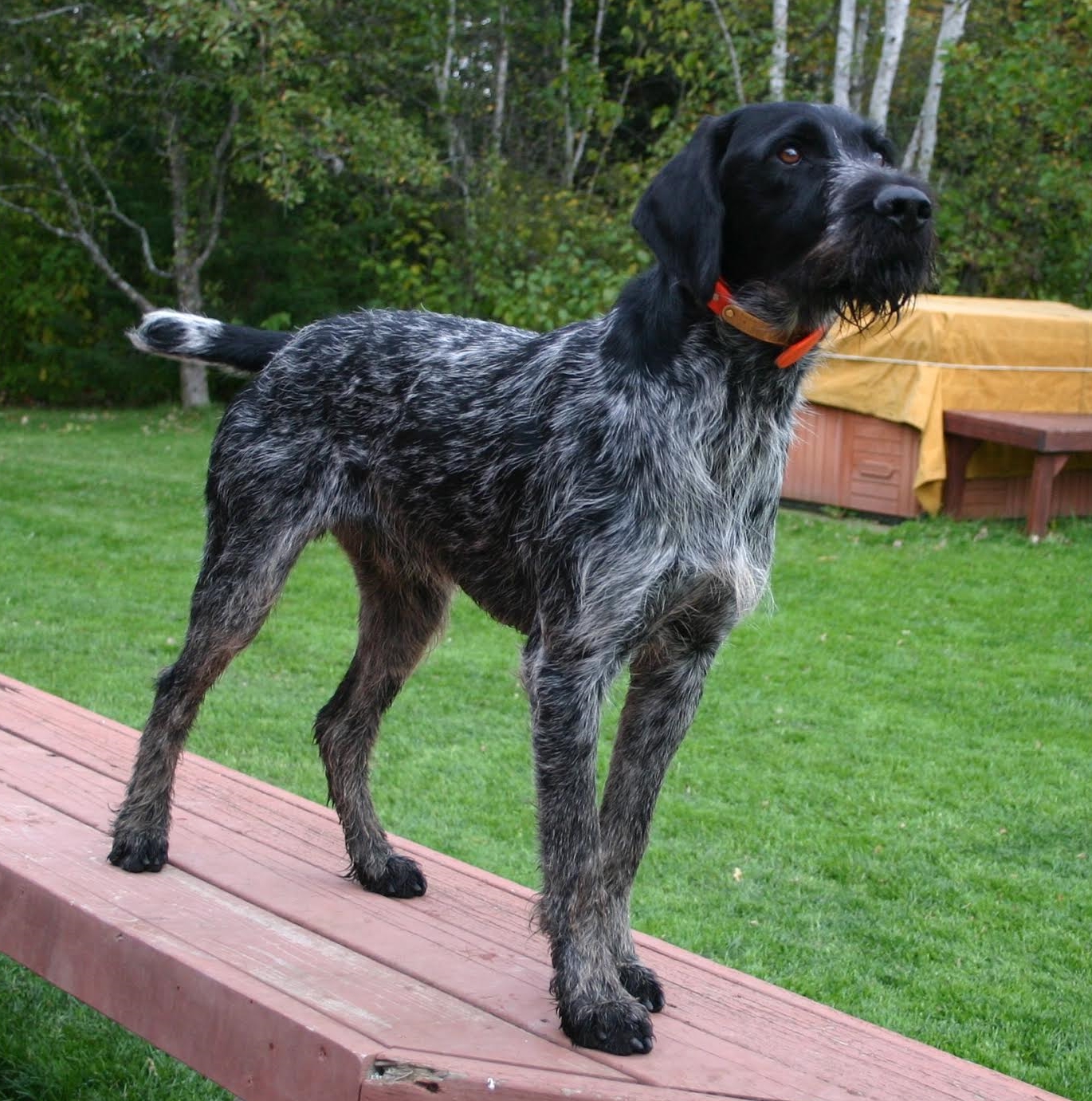 German Wirehaired Pointer Picture