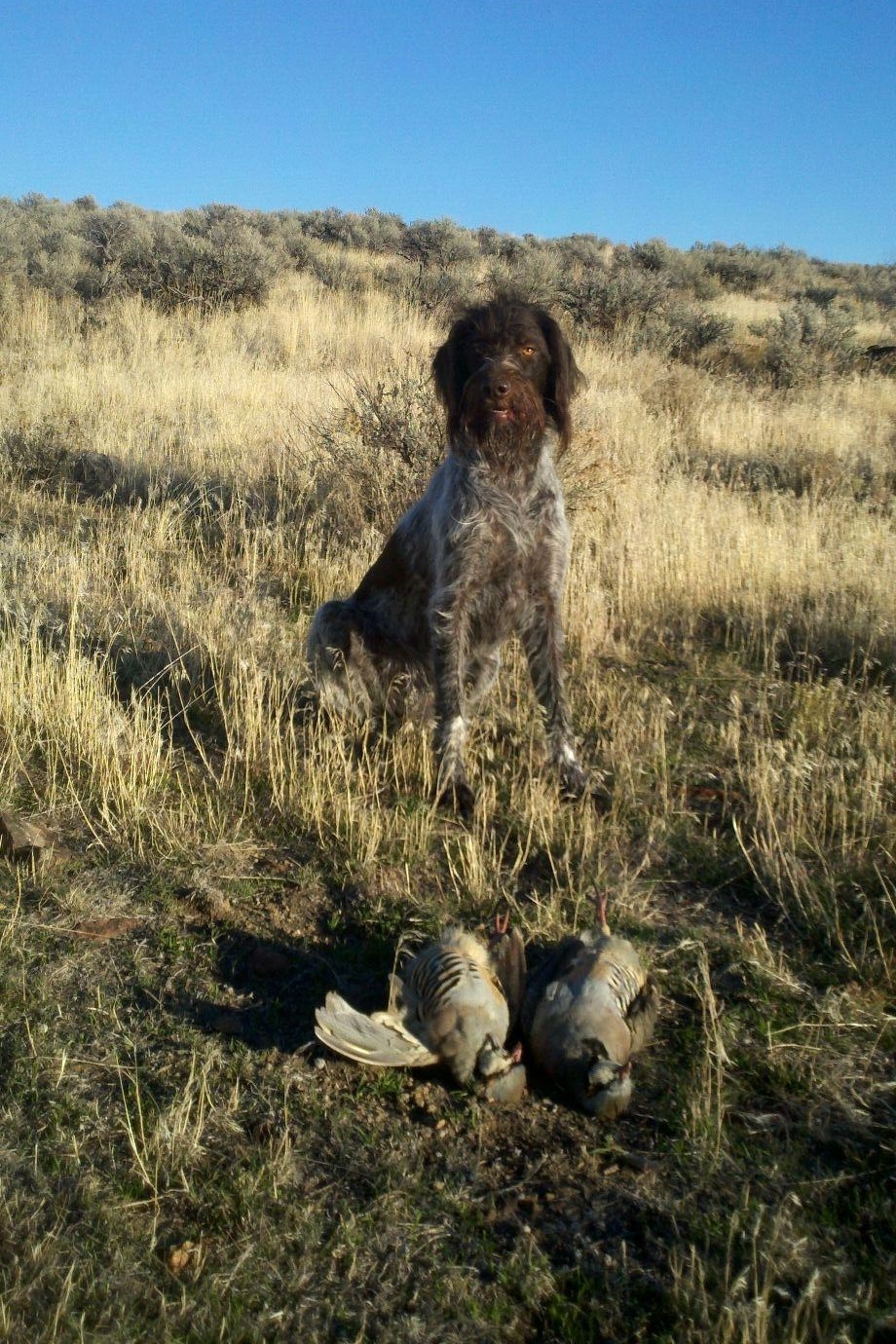 German Wirehaired Pointer Picture