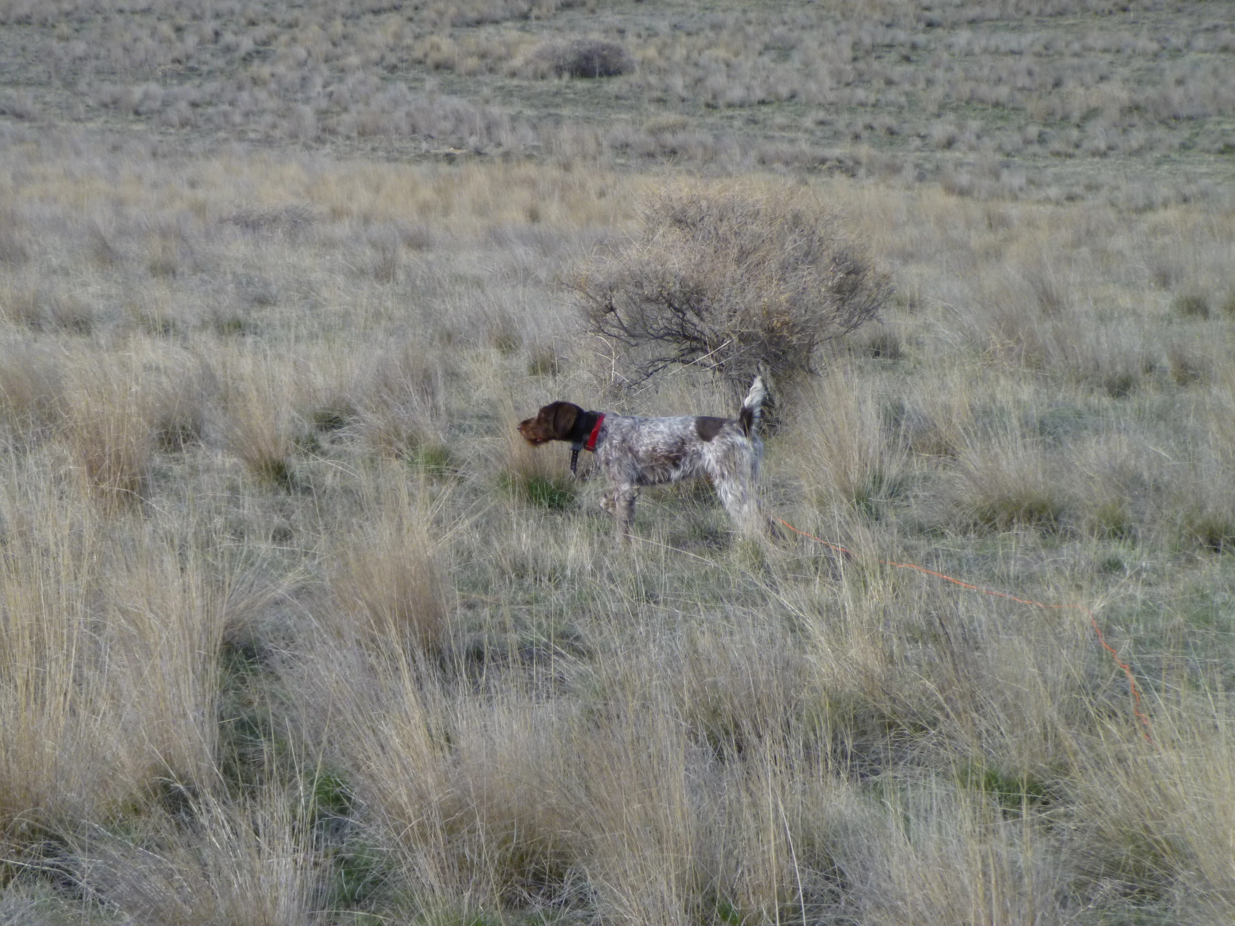 Training Pics 008.JPG