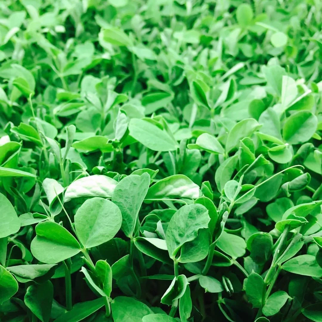 Pea shoots.jpg