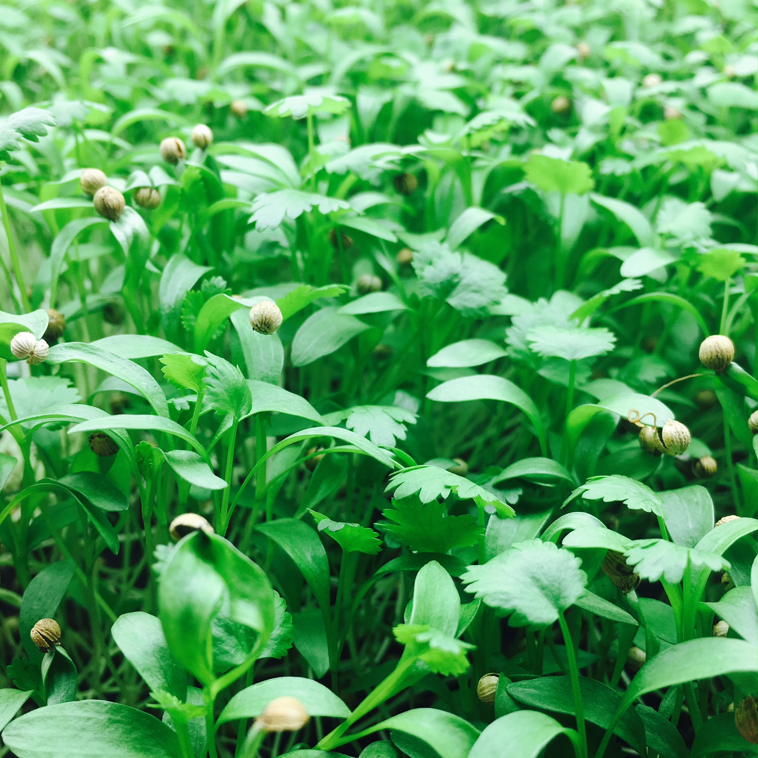 Cilantro (koriander)...