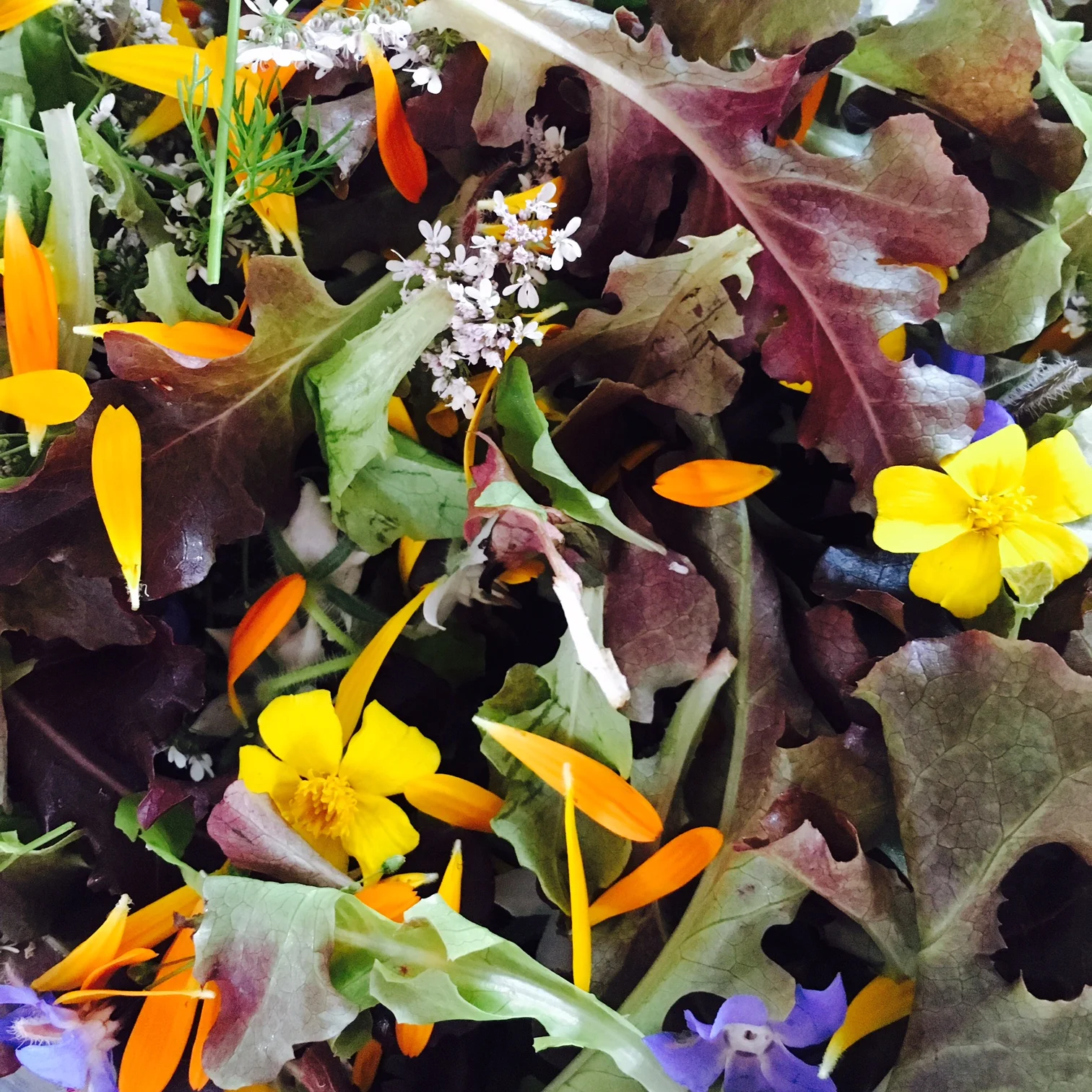 mesclun & bloemen.jpg