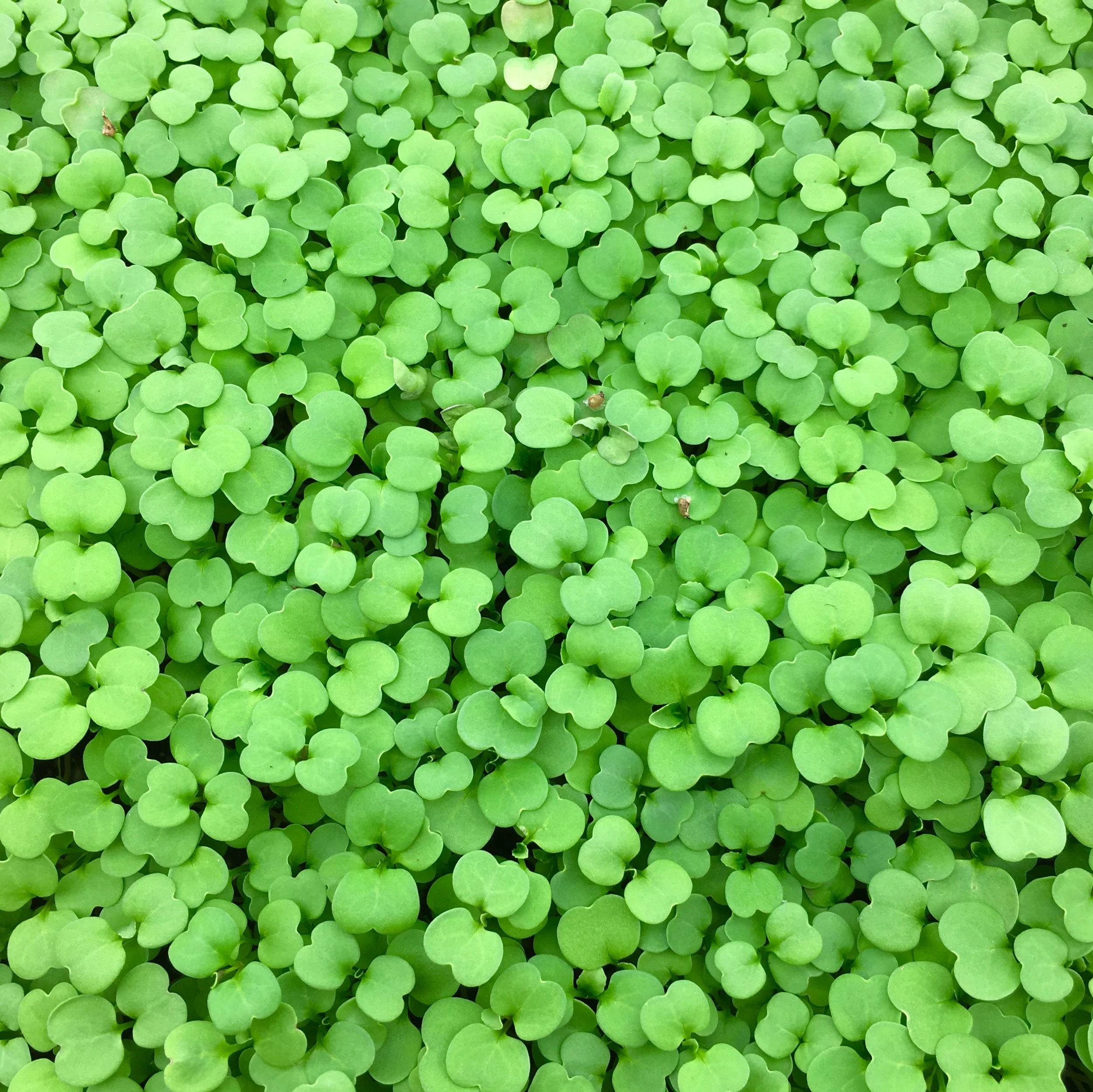 rucola 1.jpg