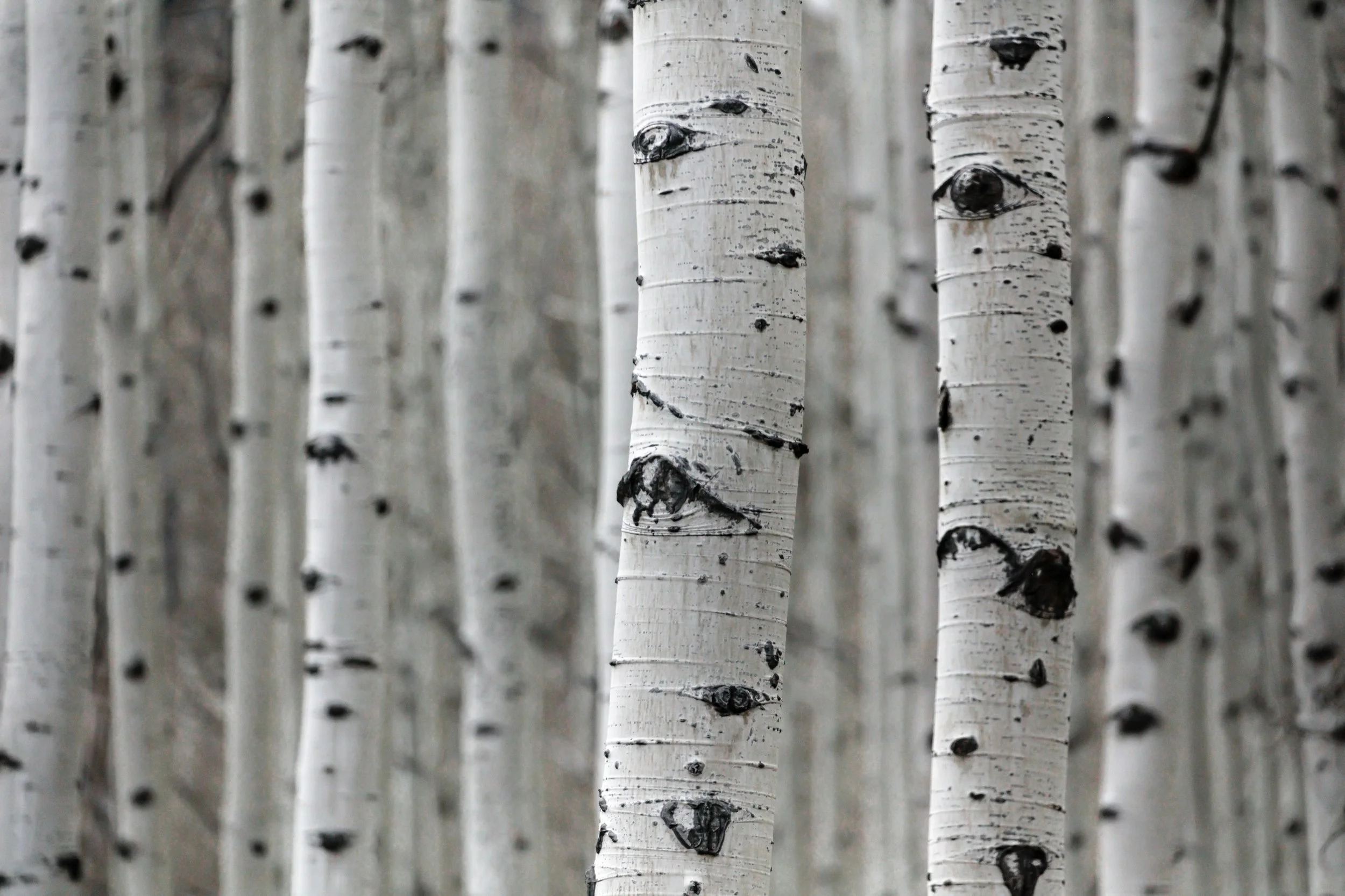 patrick-hendry-431197 copy-birch.jpg