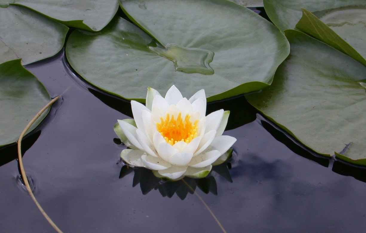Lotus_-_flower