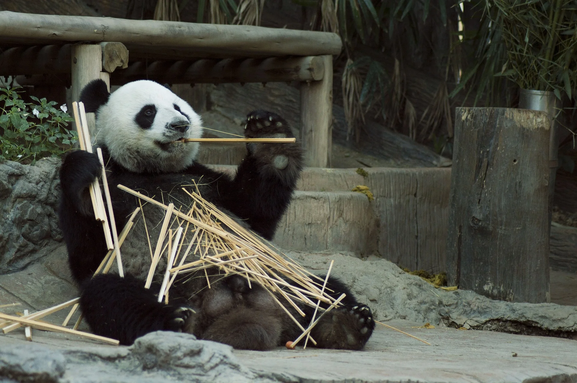 panda-1203101_1920.jpg