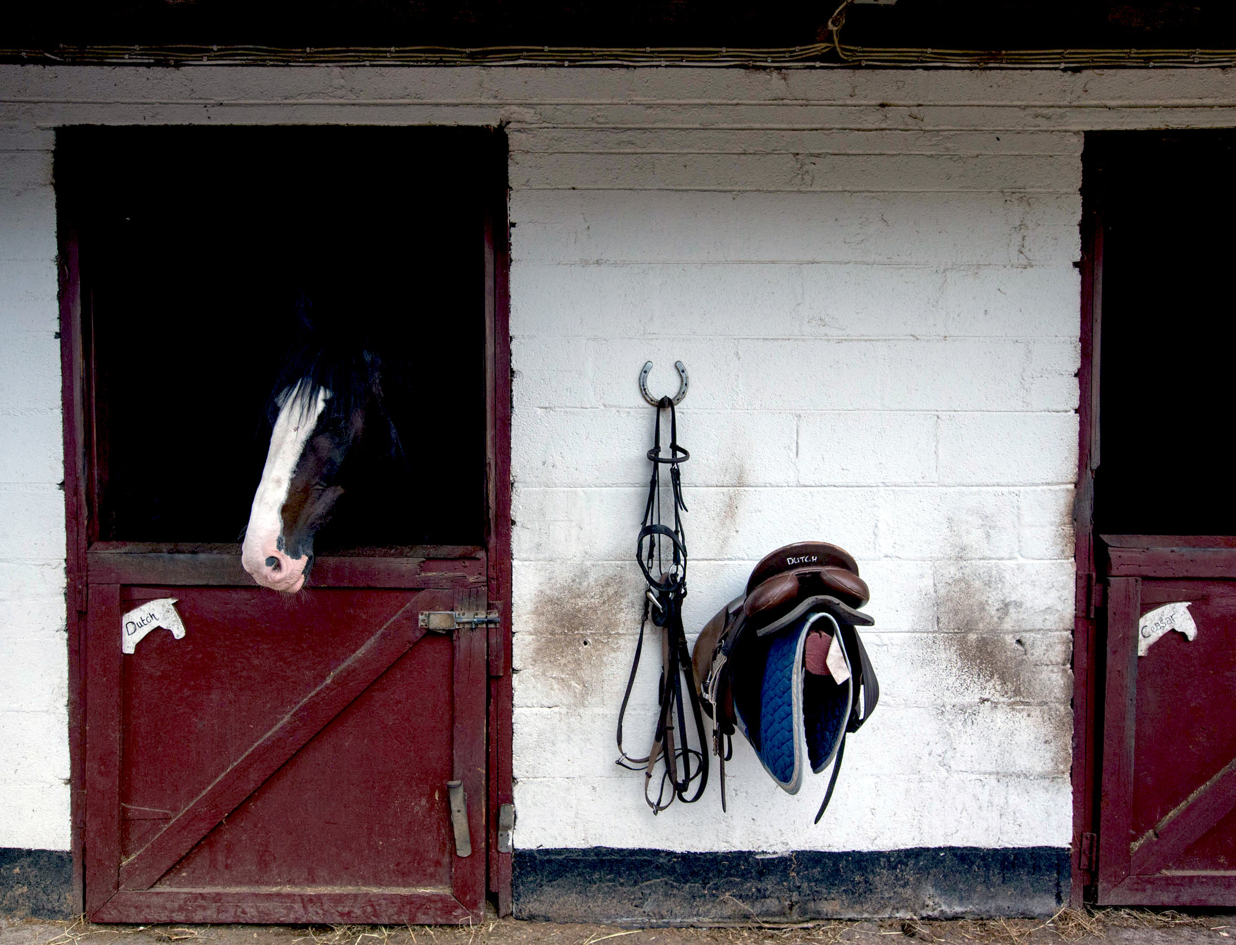 English and Horse-Riding - Horses.jpg