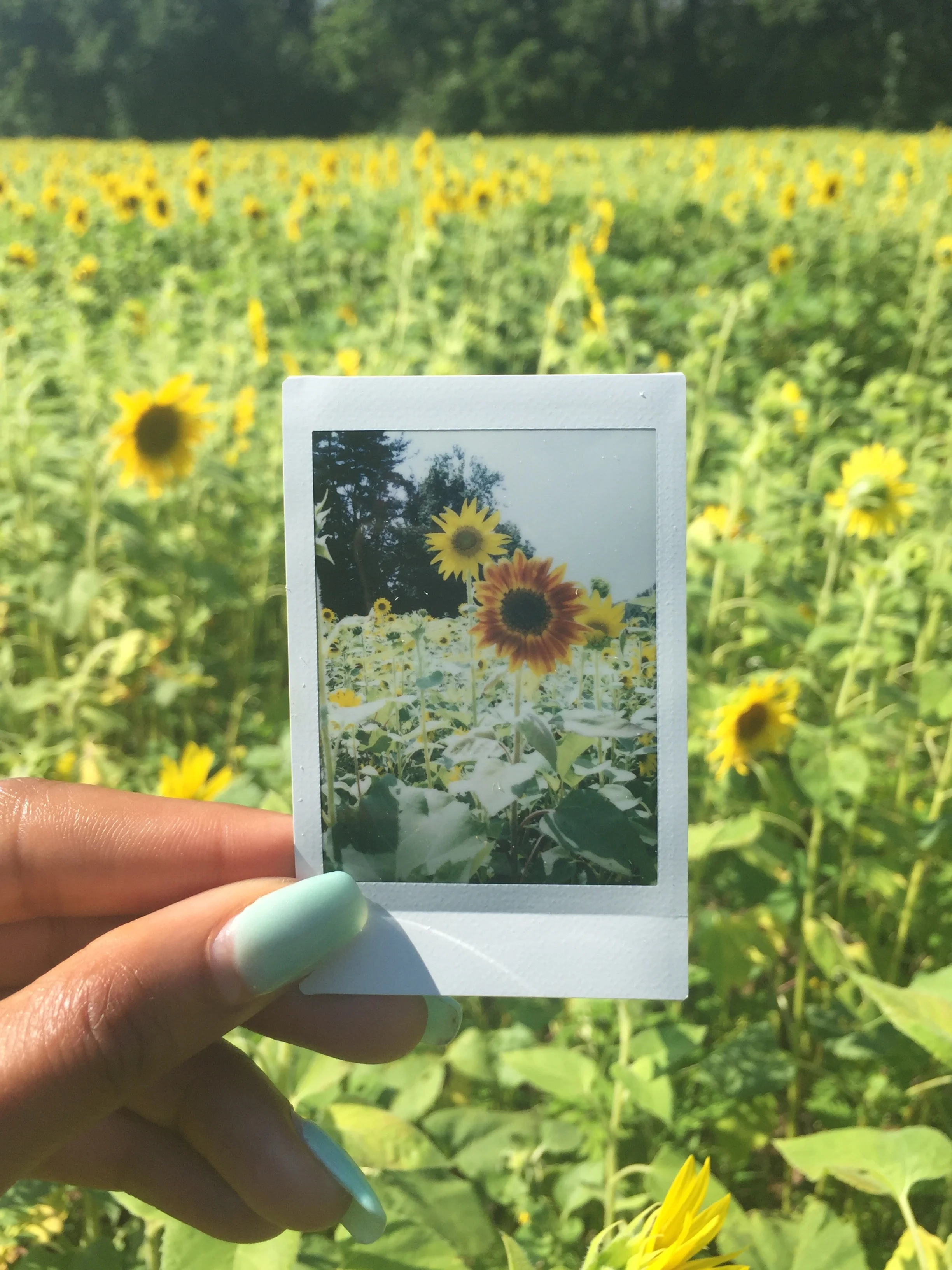Fuji Polaroid Film, McKee Beshers Wildlife Management Area, MD, 2017.