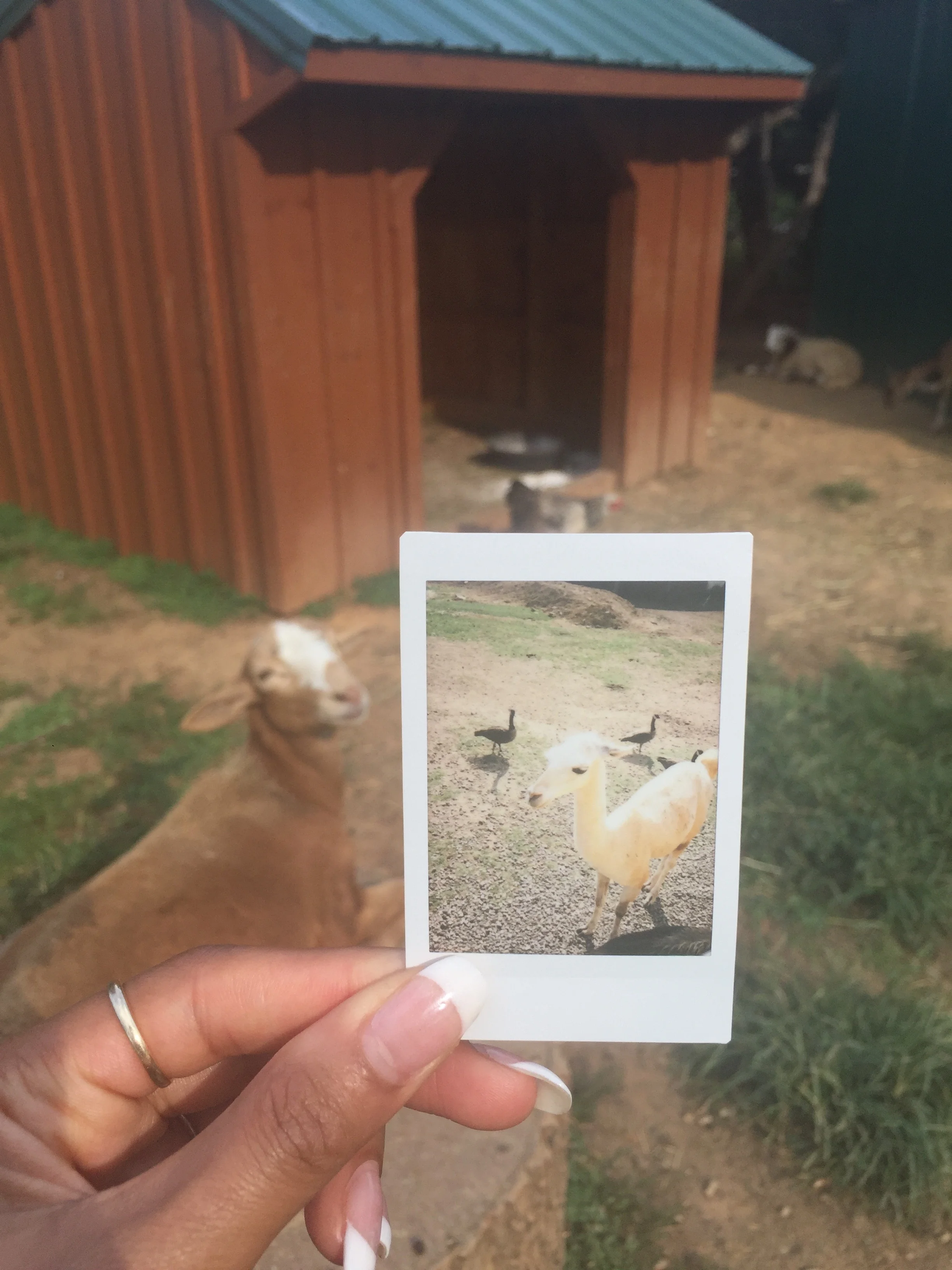 Fuji Polaroid Film, Zoofari, VA, 2017.