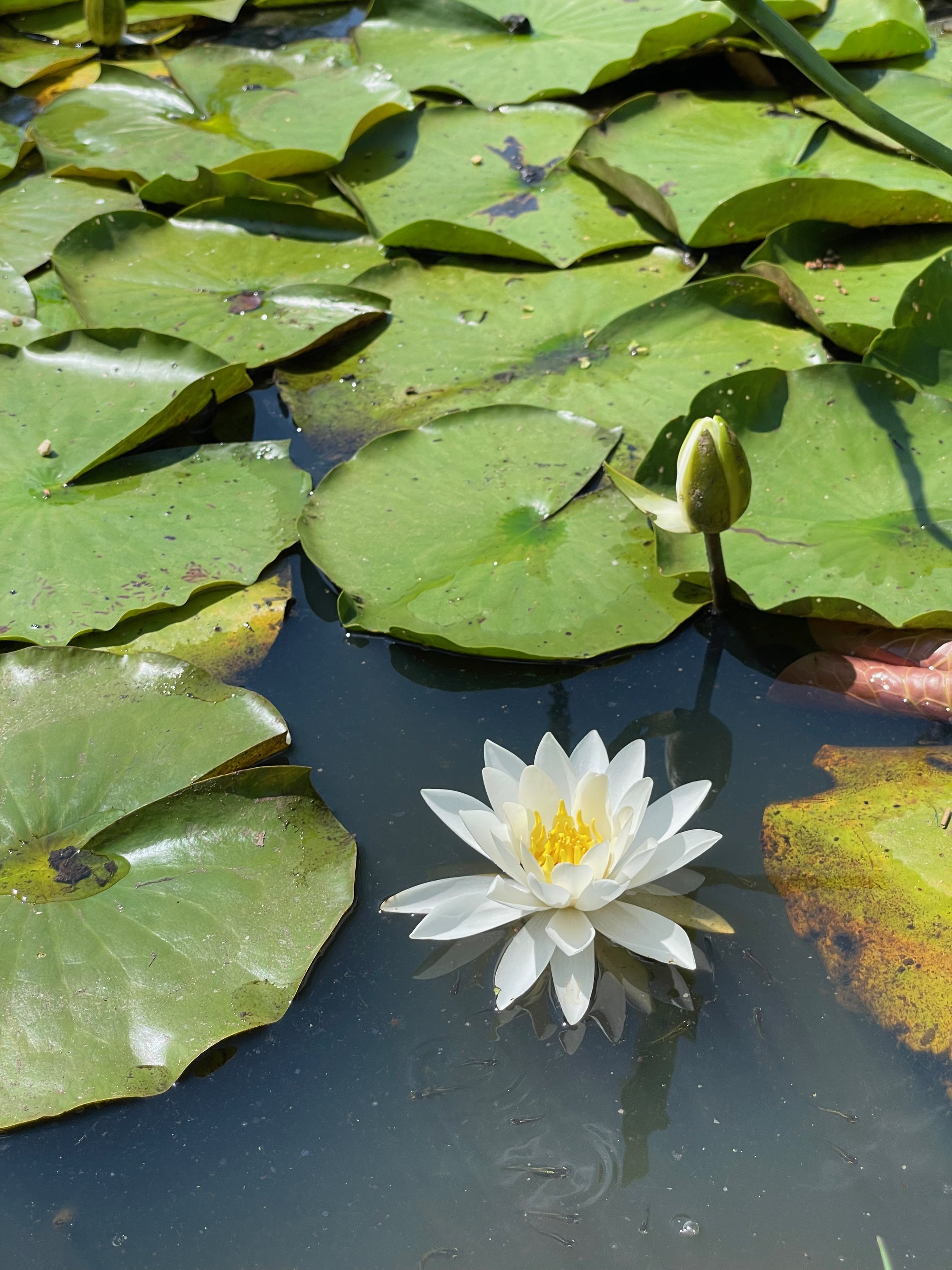 Kenilworth Aquatic Gardens, D.C., August 2021