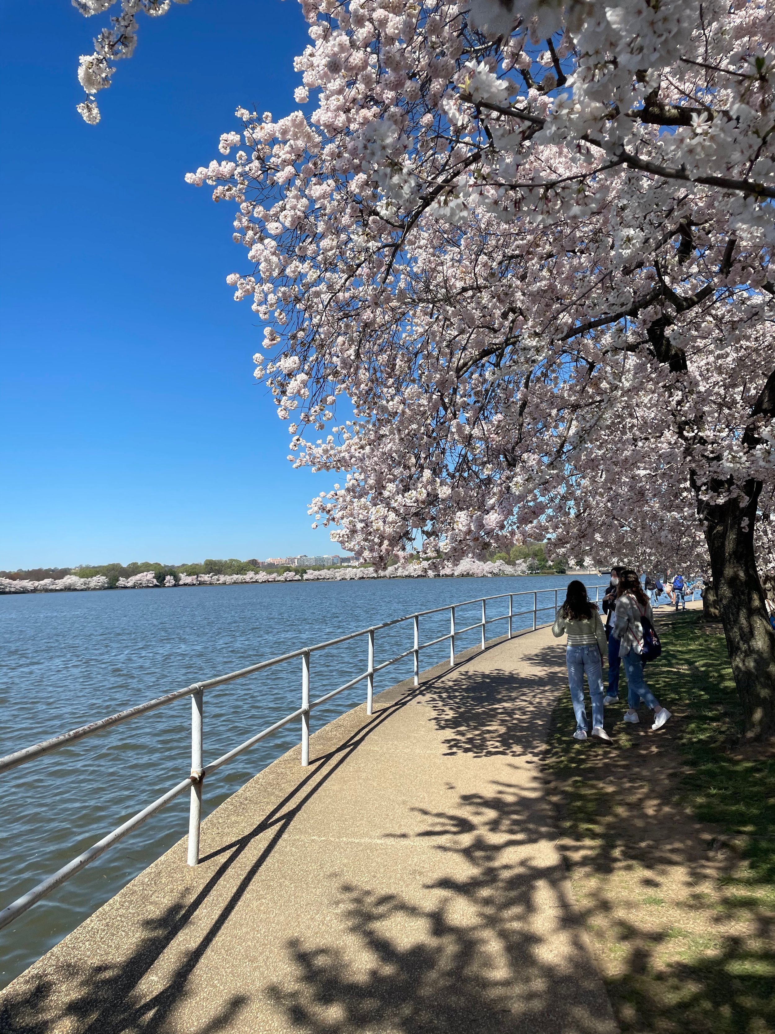 Tidal Basin, D.C., Cherry Blossoms, March 2021.