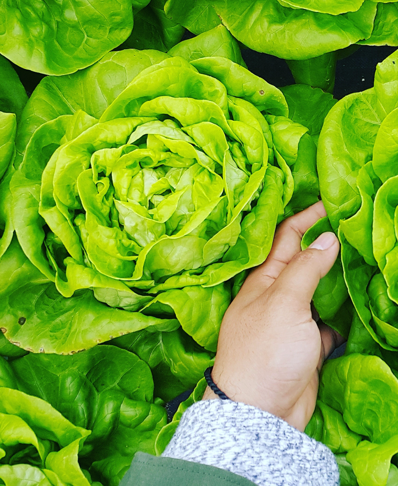 cauli.png