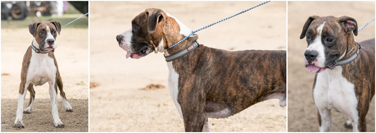 Dog available for adoption through A Doggie 4 You in Pipe Creek, Texas