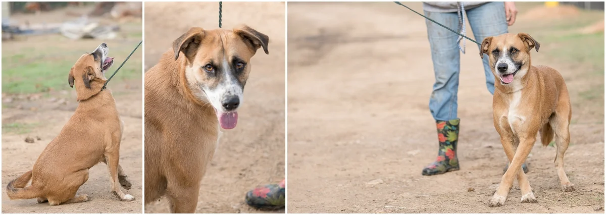 Dog available for adoption through A Doggie 4 You in Pipe Creek, Texas