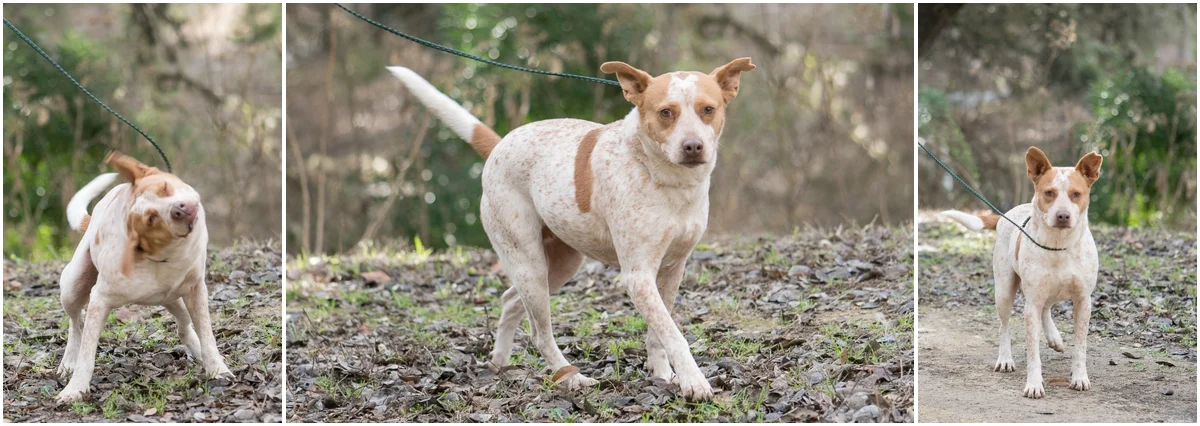 Dog available for adoption through A Doggie 4 You in Pipe Creek, Texas