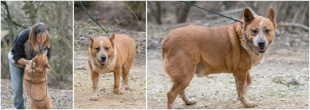 Dog available for adoption through A Doggie 4 You in Pipe Creek, Texas