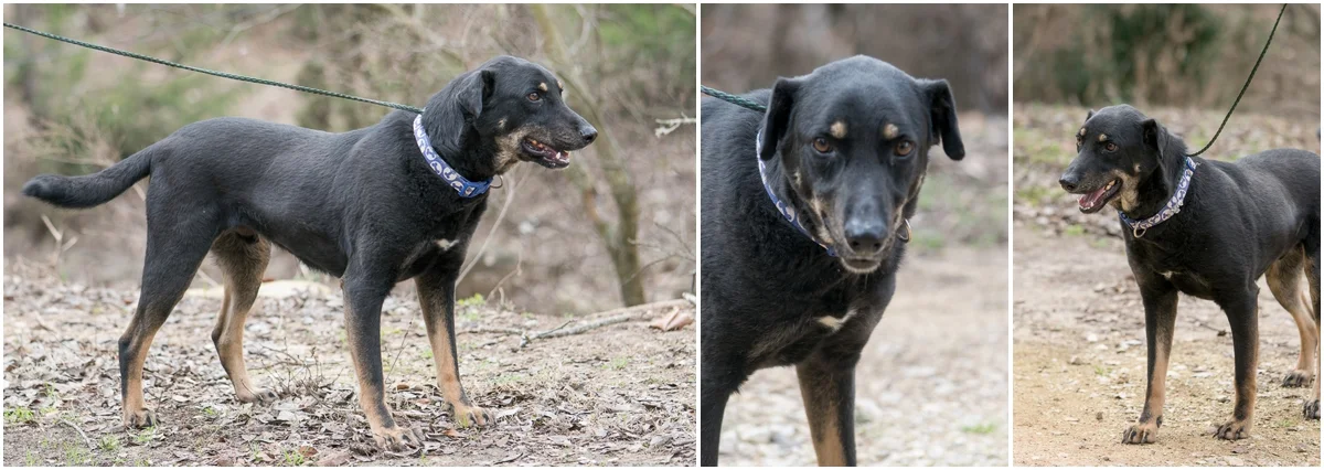 Dog available for adoption through A Doggie 4 You in Pipe Creek, Texas