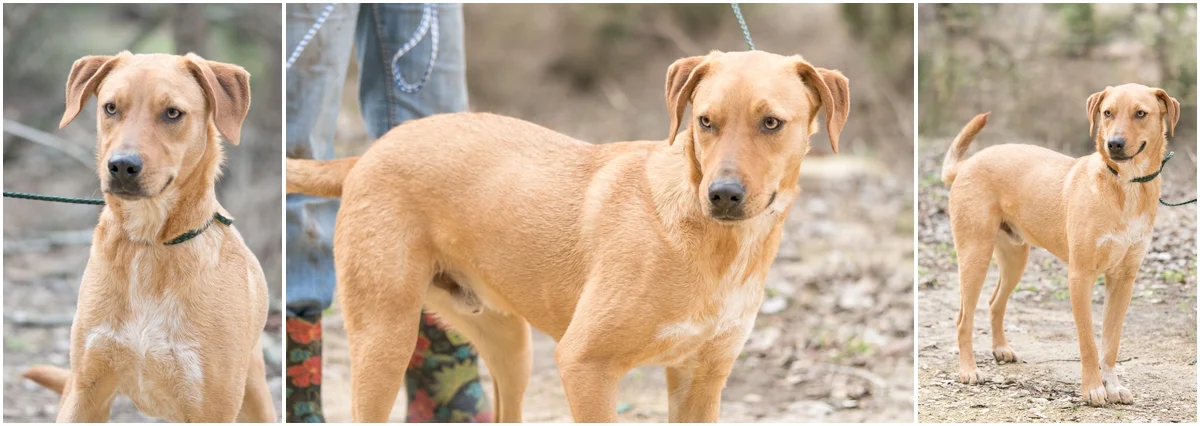 Dog available for adoption through A Doggie 4 You in Pipe Creek, Texas