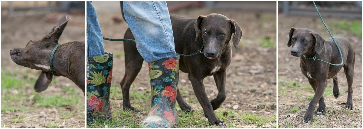 Dog available for adoption through A Doggie 4 You in Pipe Creek, Texas