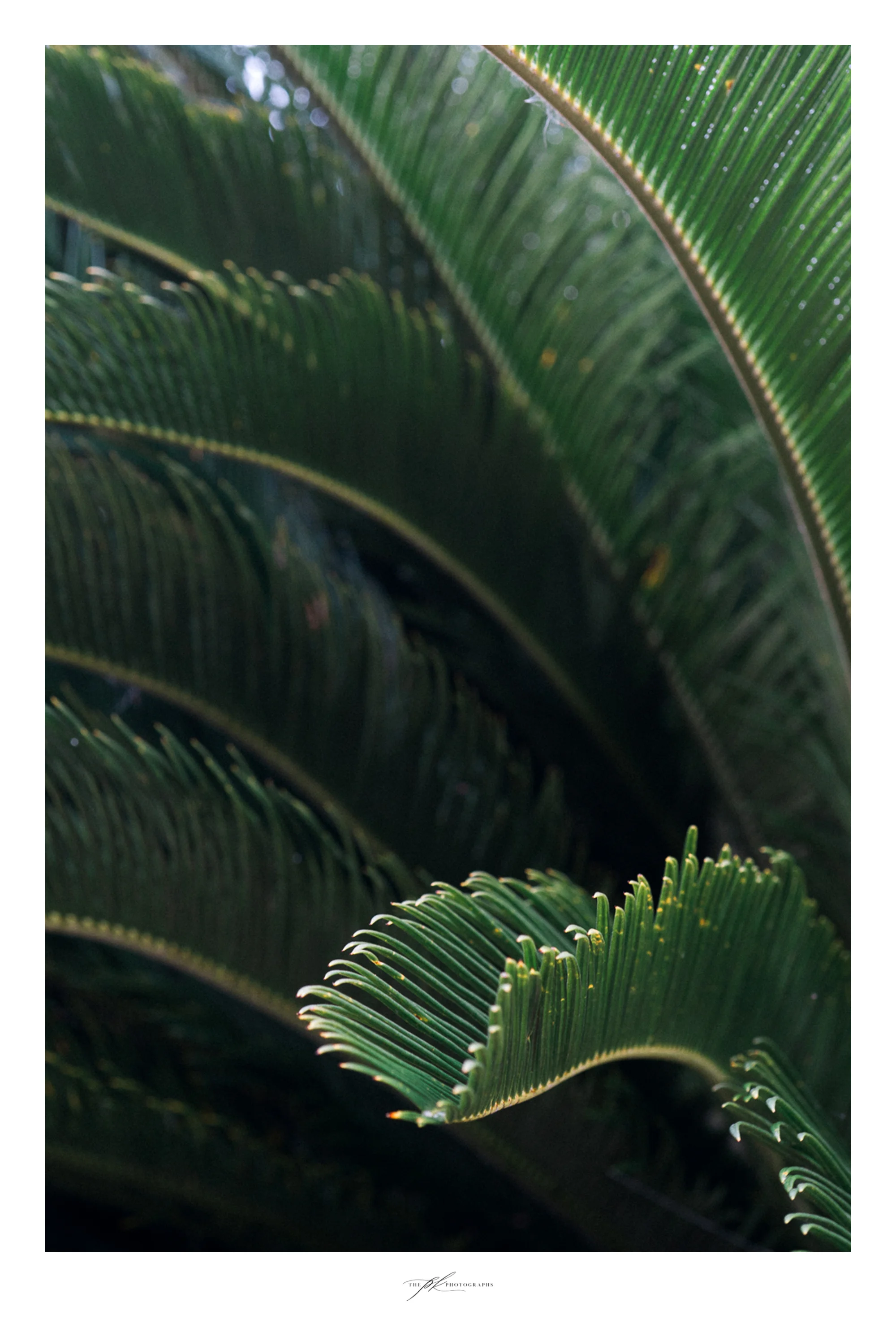 tree-texas-fern-leaves-up-close.jpg