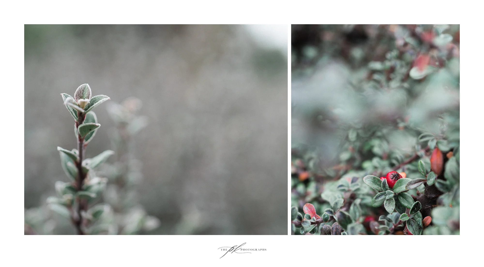 plants-small-red-berries-frosty-leaves.jpg