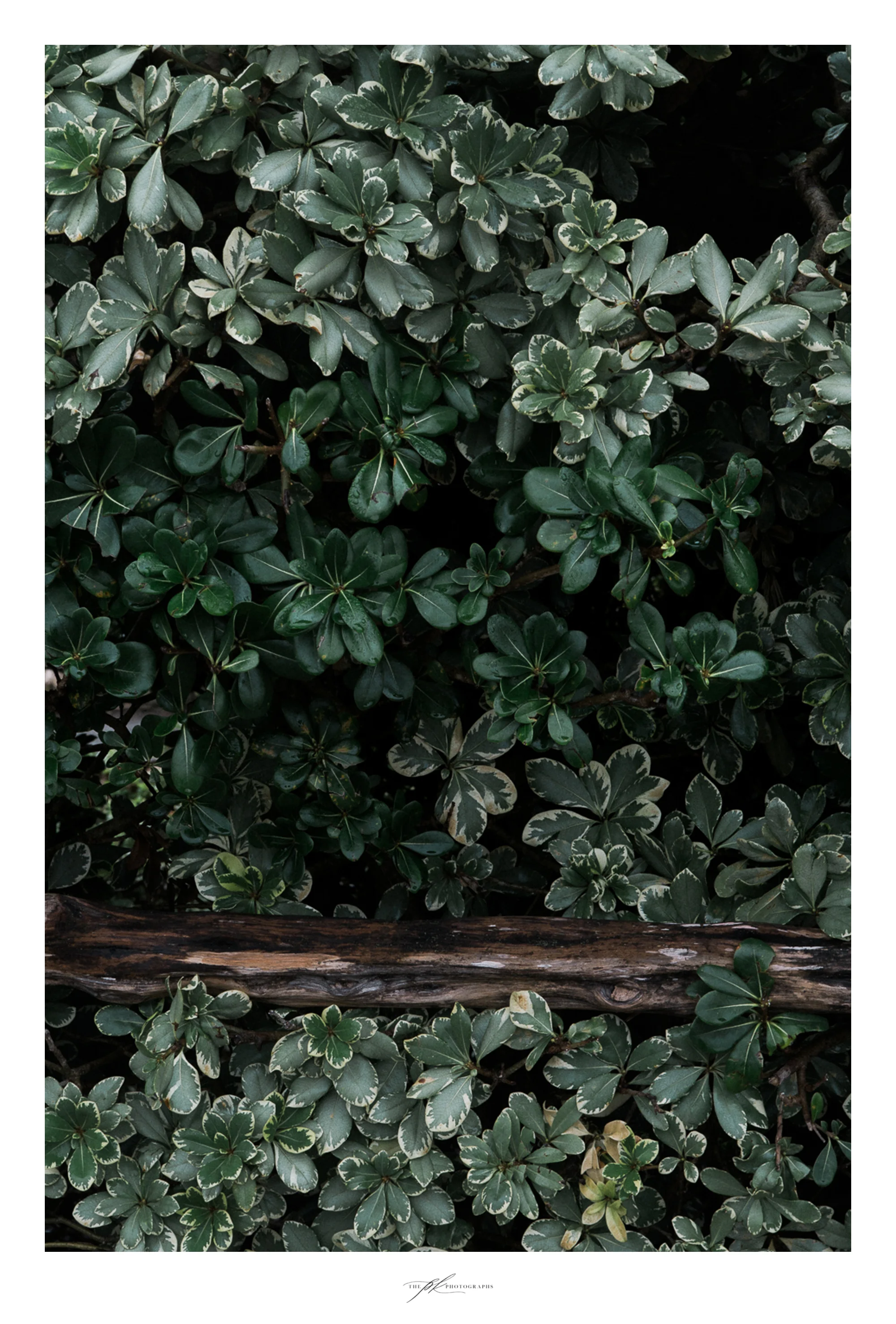 shrub-bush-fence-post.jpg