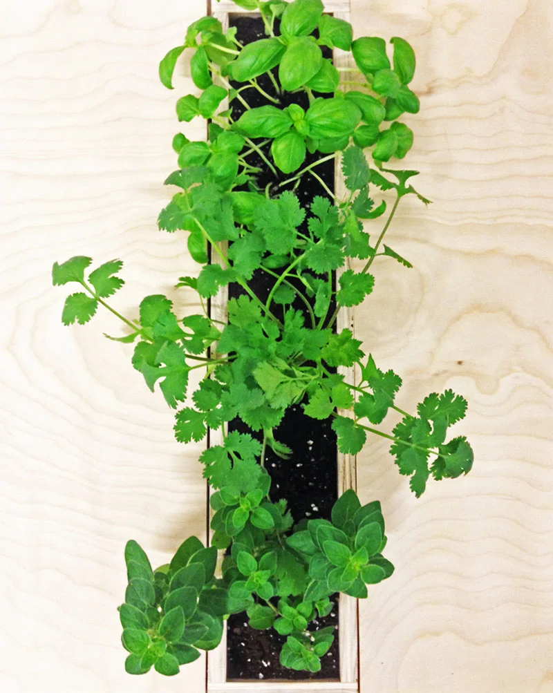 Kuhn.Fruition.UrbanFarmTable.Photo2.ParsonsMFAID.jpg