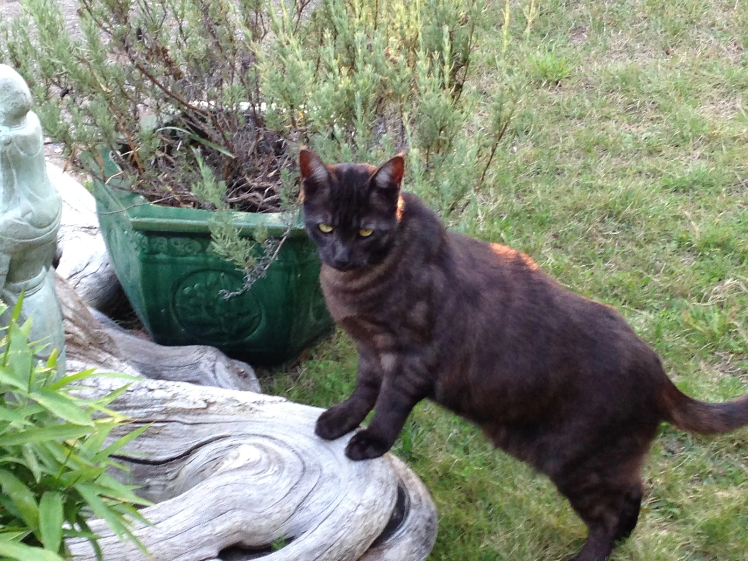 Your beloved pets/animals and Estate Planning