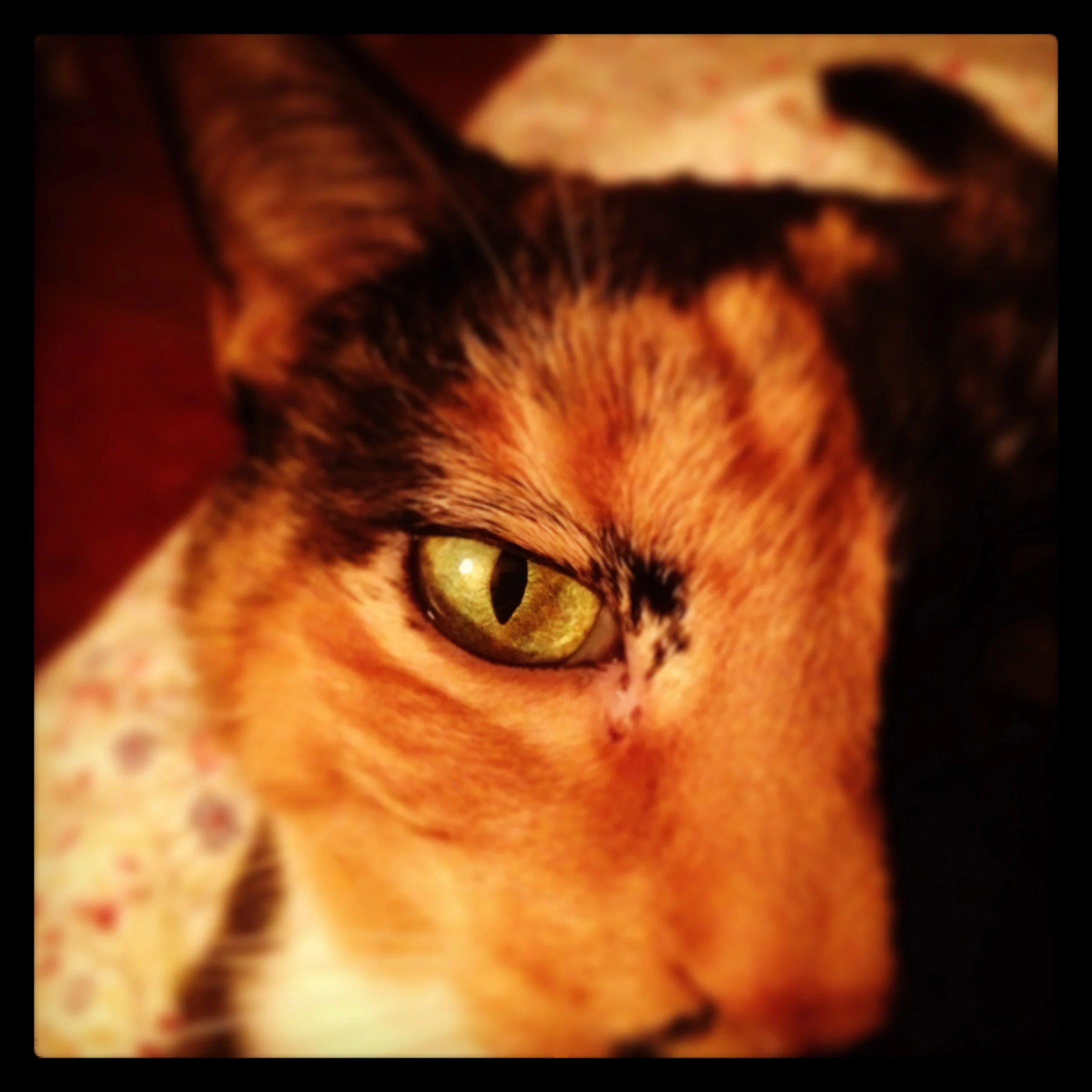 Rita Mae – Durham, NC