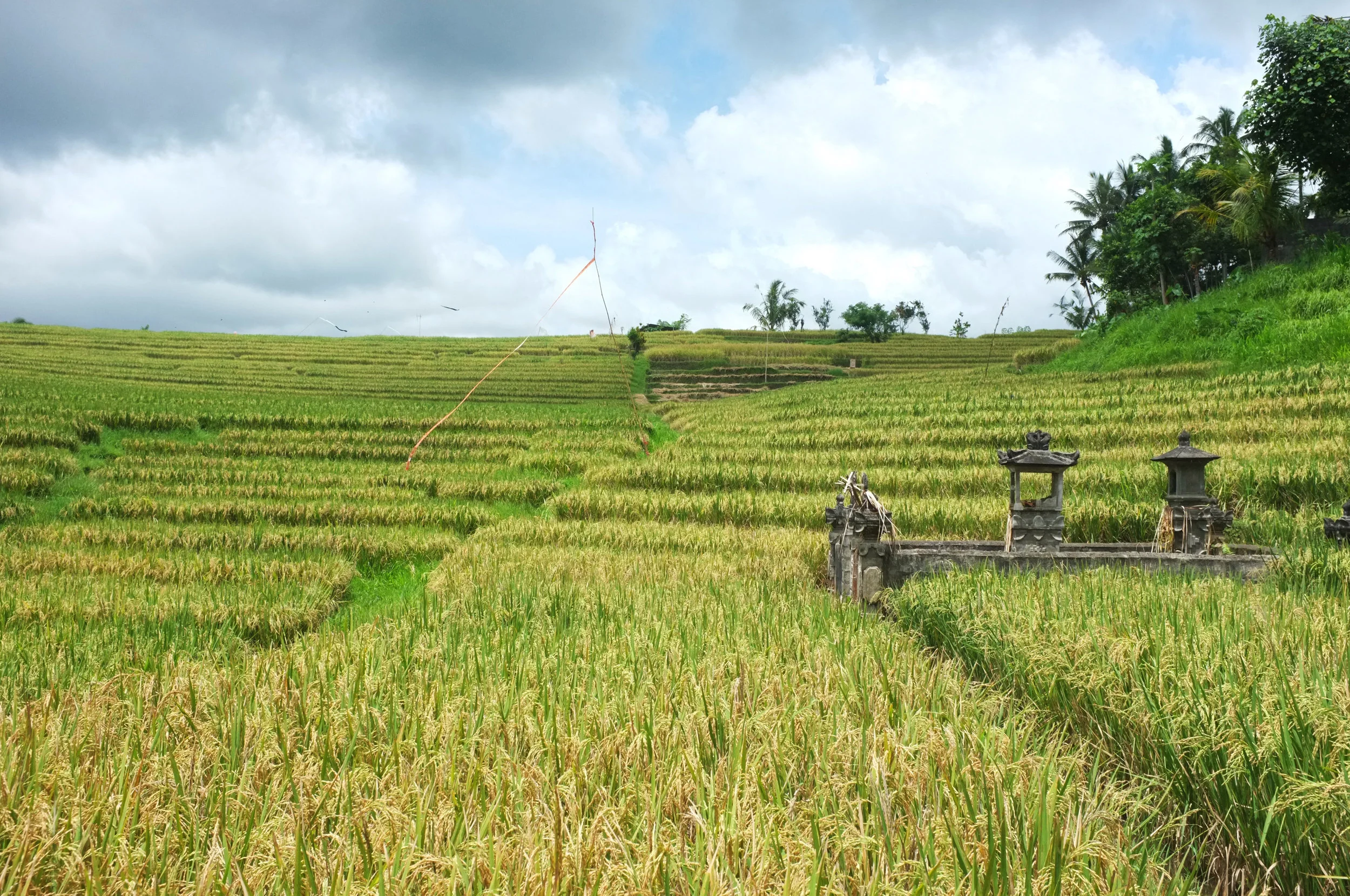 bali 4.jpg