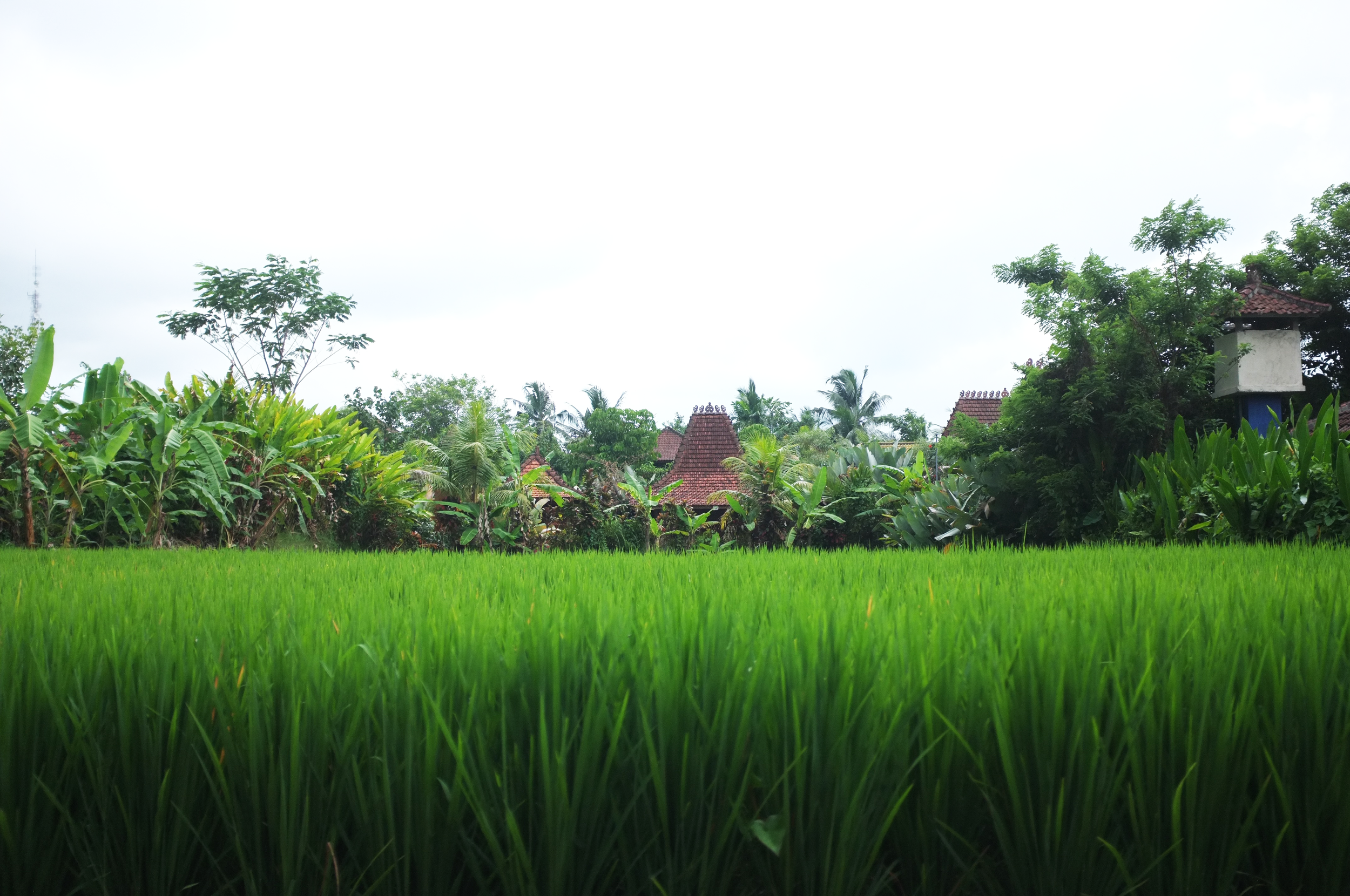 bali 1.png