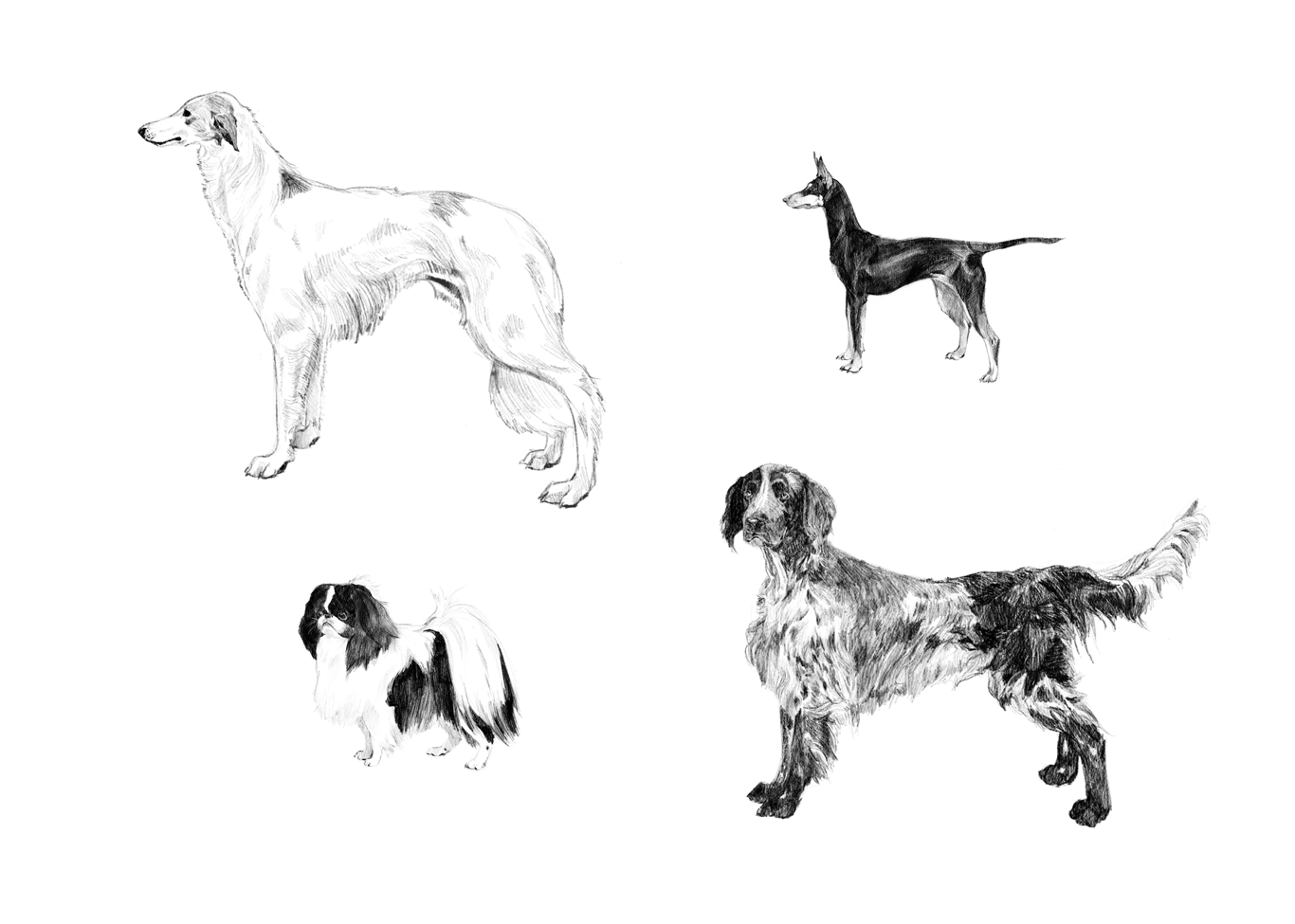 Breed Illustrations