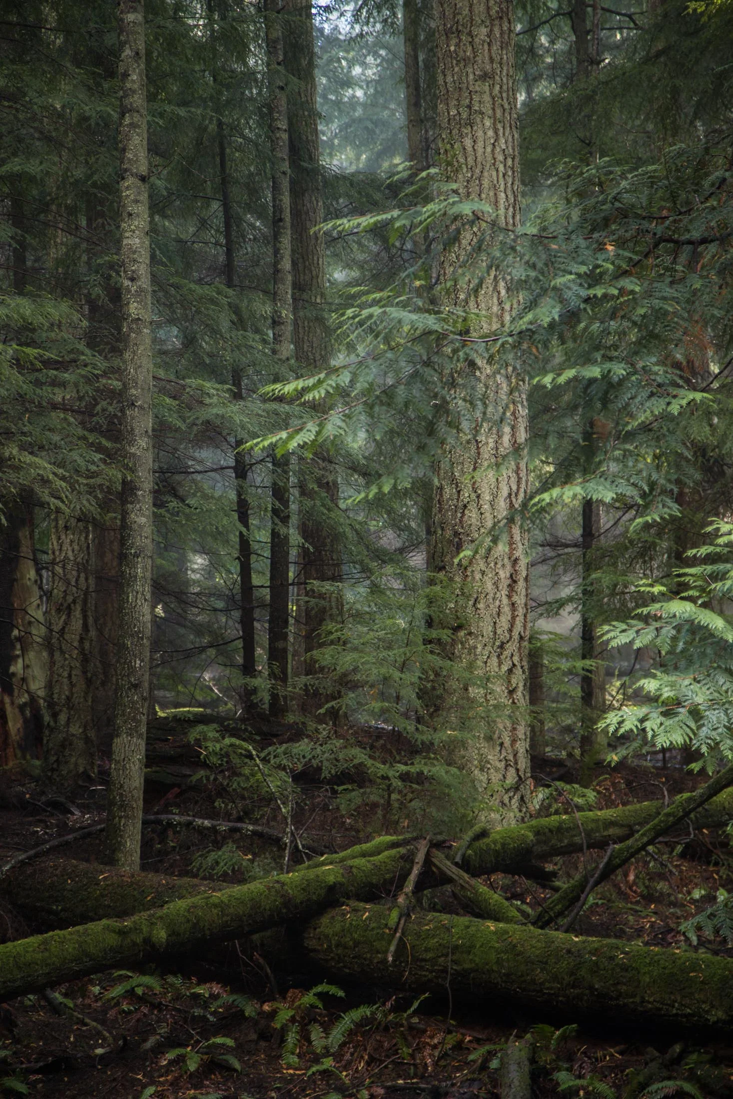 PNW-DavidBraud-7193.jpg
