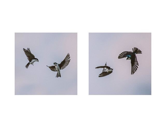 NEW PRINT AVAILABLE
Limited Edition Archival Print

Tree Swallows - Diptych

Printed on Archival, 100% Cotton Fiber, Cold Press Paper, 340 GSM
17x22
Signed and Editioned
&bull;&bull;&bull;&bull;&bull;
Shot these Tree Swallows today out at Harlinsdale