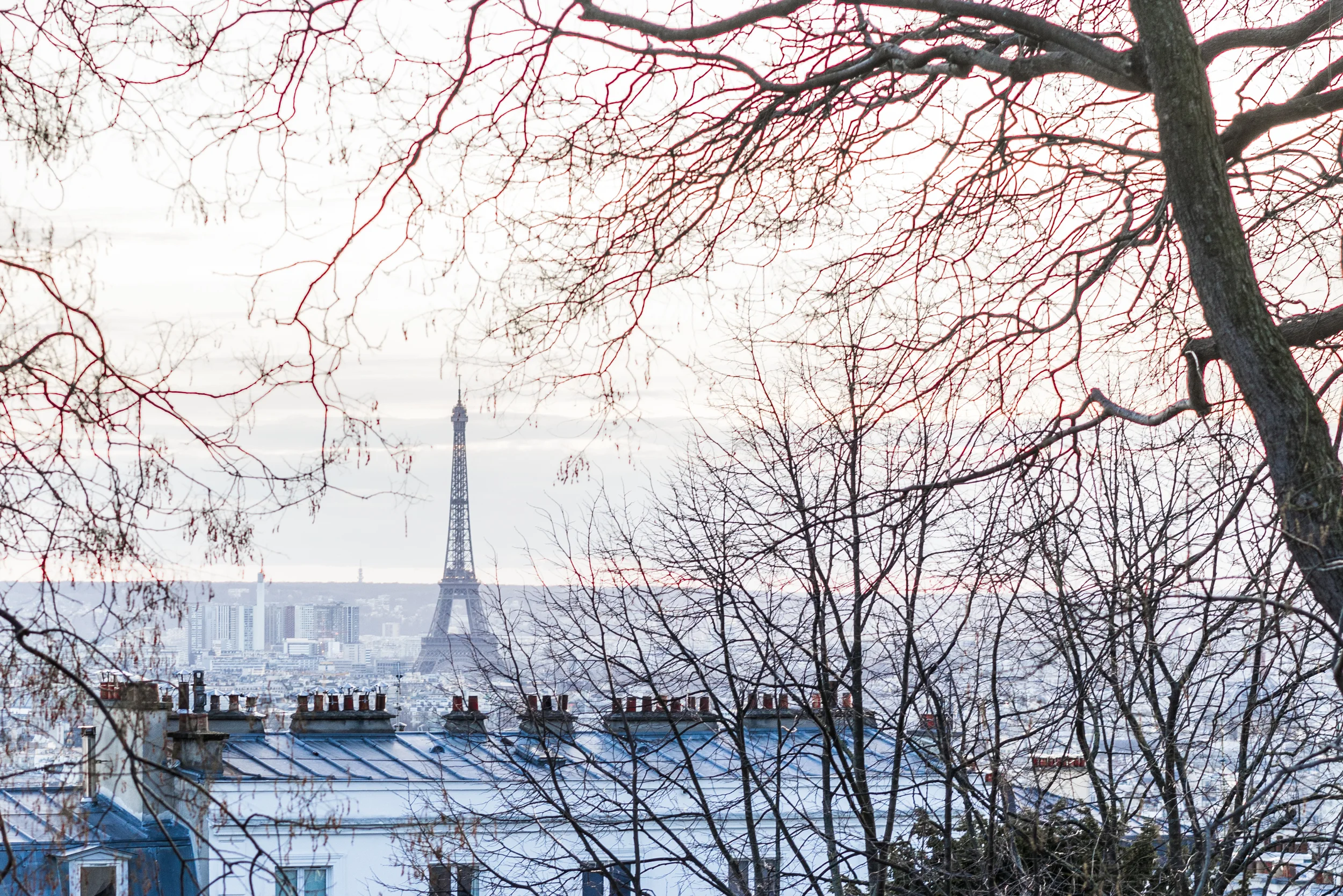 Eiffel Through The Trees