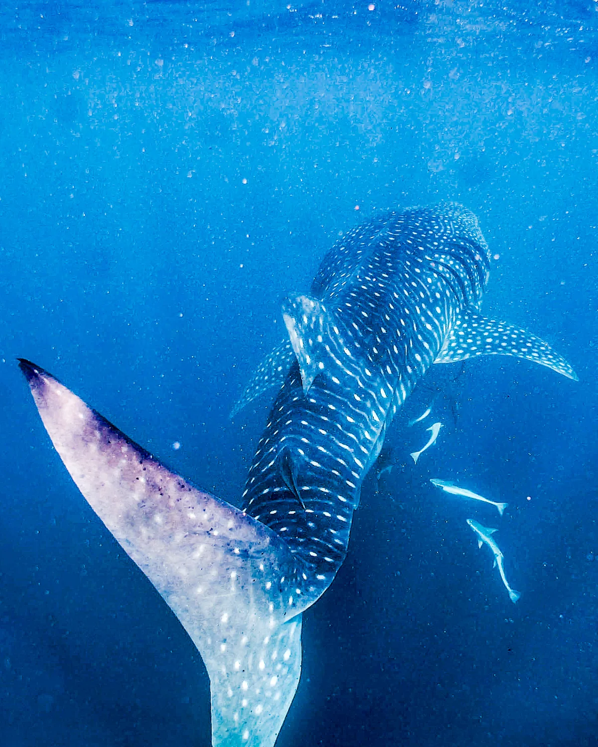 Whale Shark Feeding