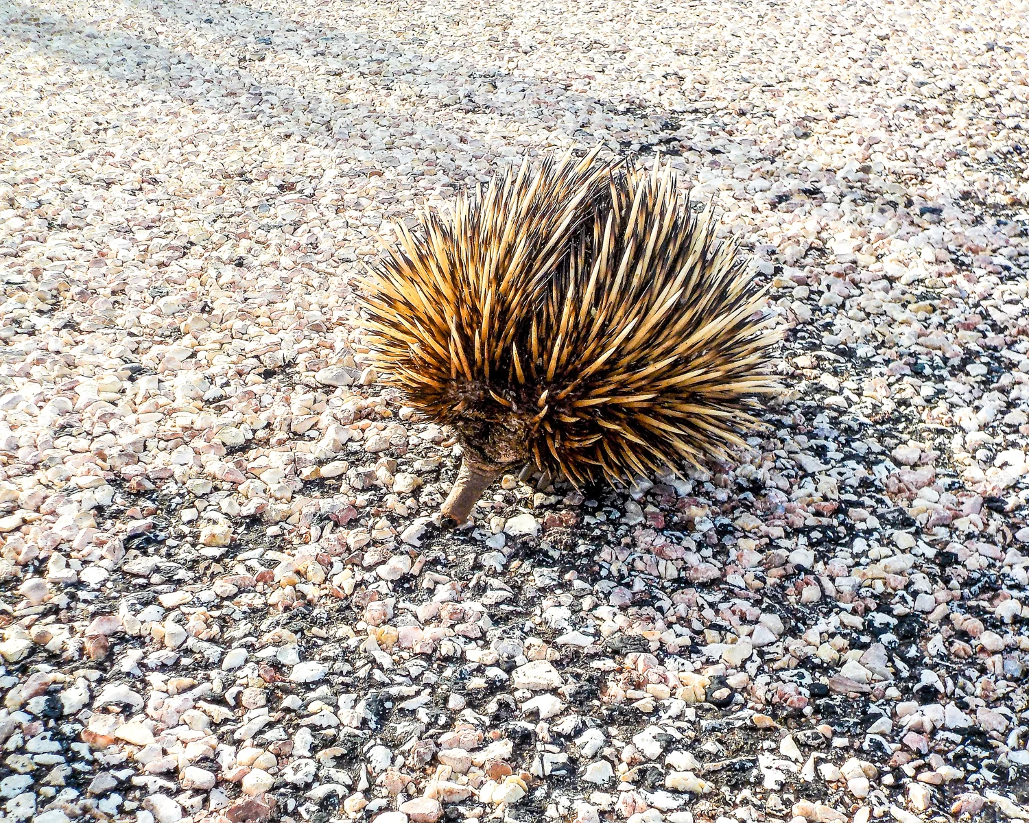 Echidna Crossing