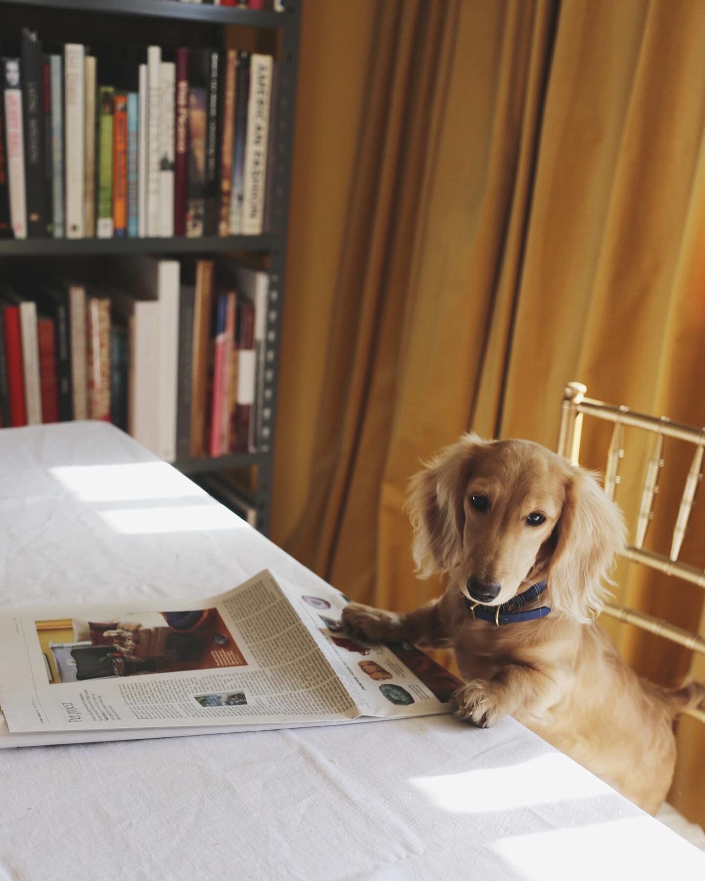 Bunky makes his @globeandmail debut today. For the Pursuits section I wrote about the pets we love and well-considered spaces, and am grateful to @nikeonile, @susannasalk and @alexsviewpoint for their tips and quips. The story is linked in my bio.