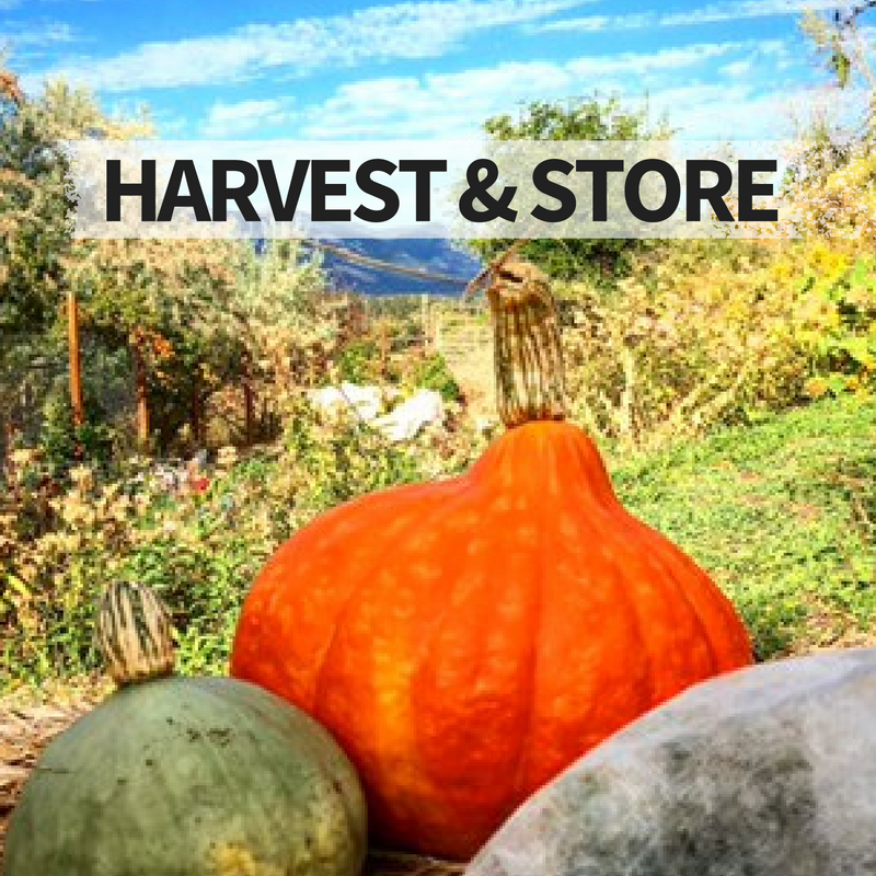 How to harvest & store squash
