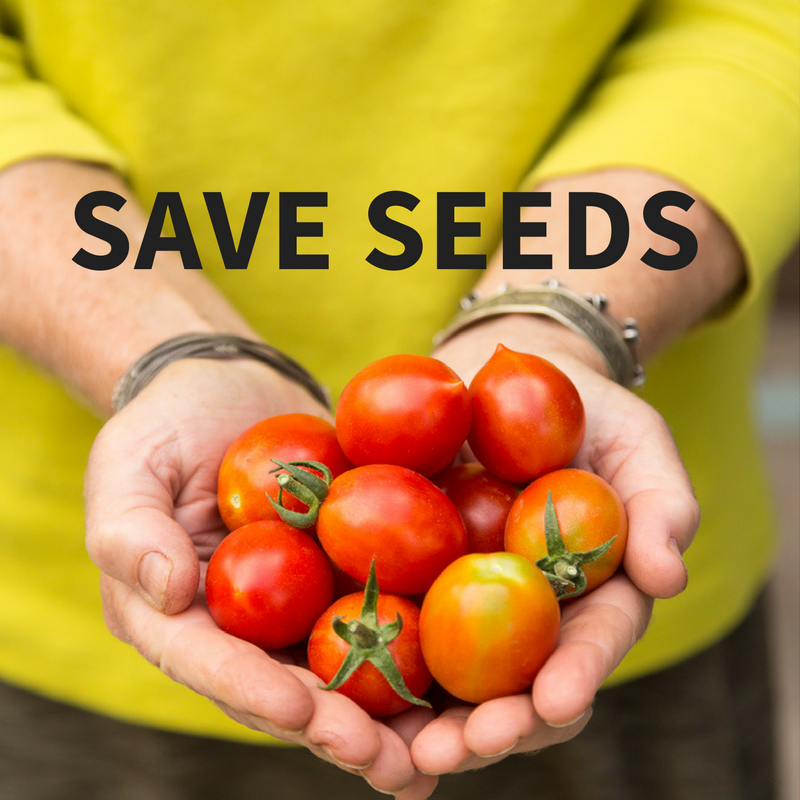 How to save tomato seed