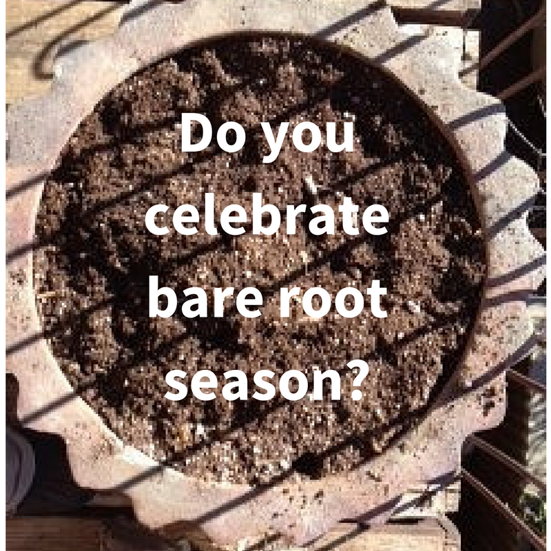 Cash in on bare root season