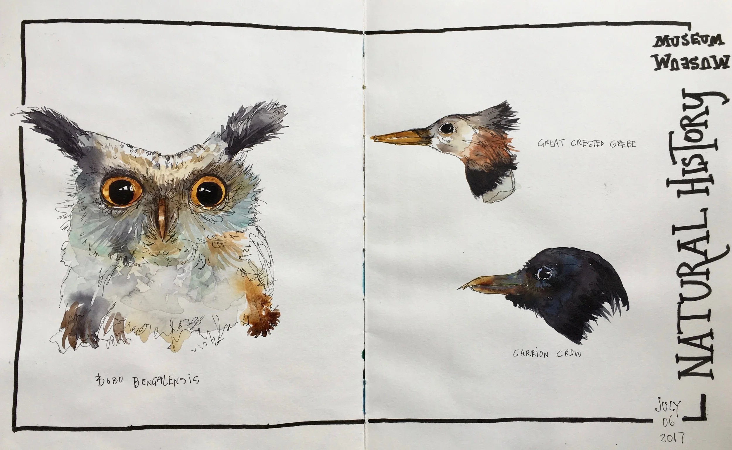 We spent a day sketching at one of my favorite museums, London's Natural History Museum.