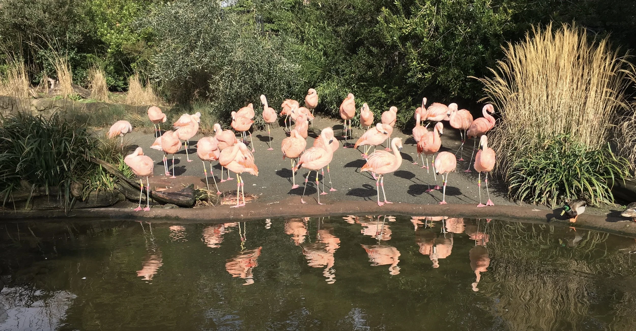  Chilean Flamingos