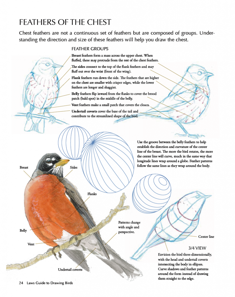 Speed Drawing Birds • John Muir Laws