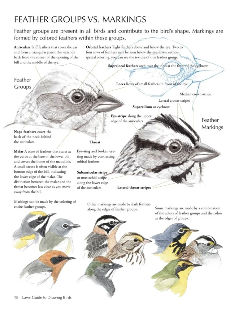 laws-guide-to-drawing-birds-booktopia-the-laws-guide-to-drawing-birds-john-muir-laws.jpg