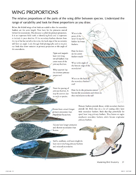 Simplifying Bird Plumage • John Muir Laws