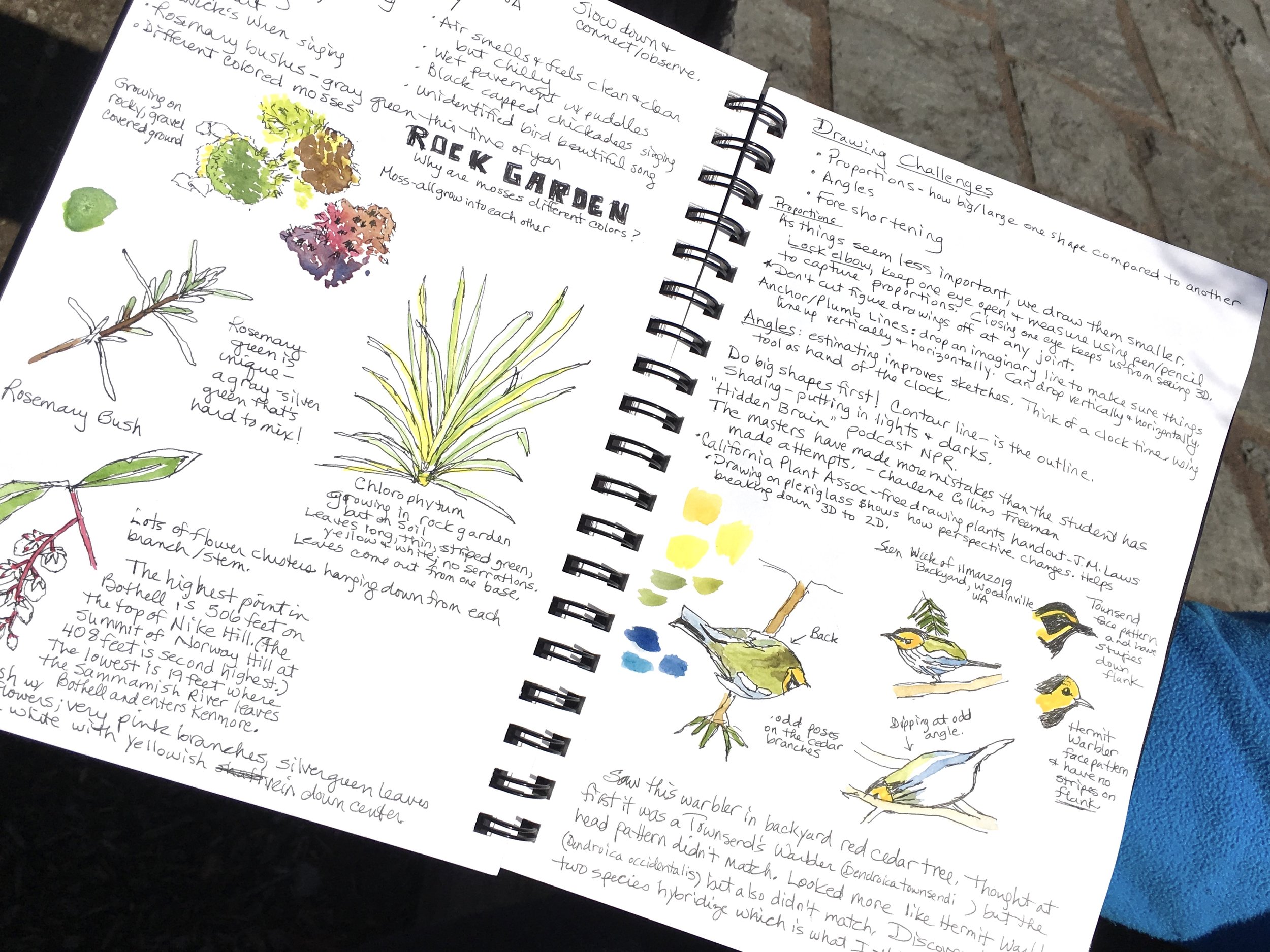 Sketchbook classes for kids & teens — Charlene Collins Freeman Art