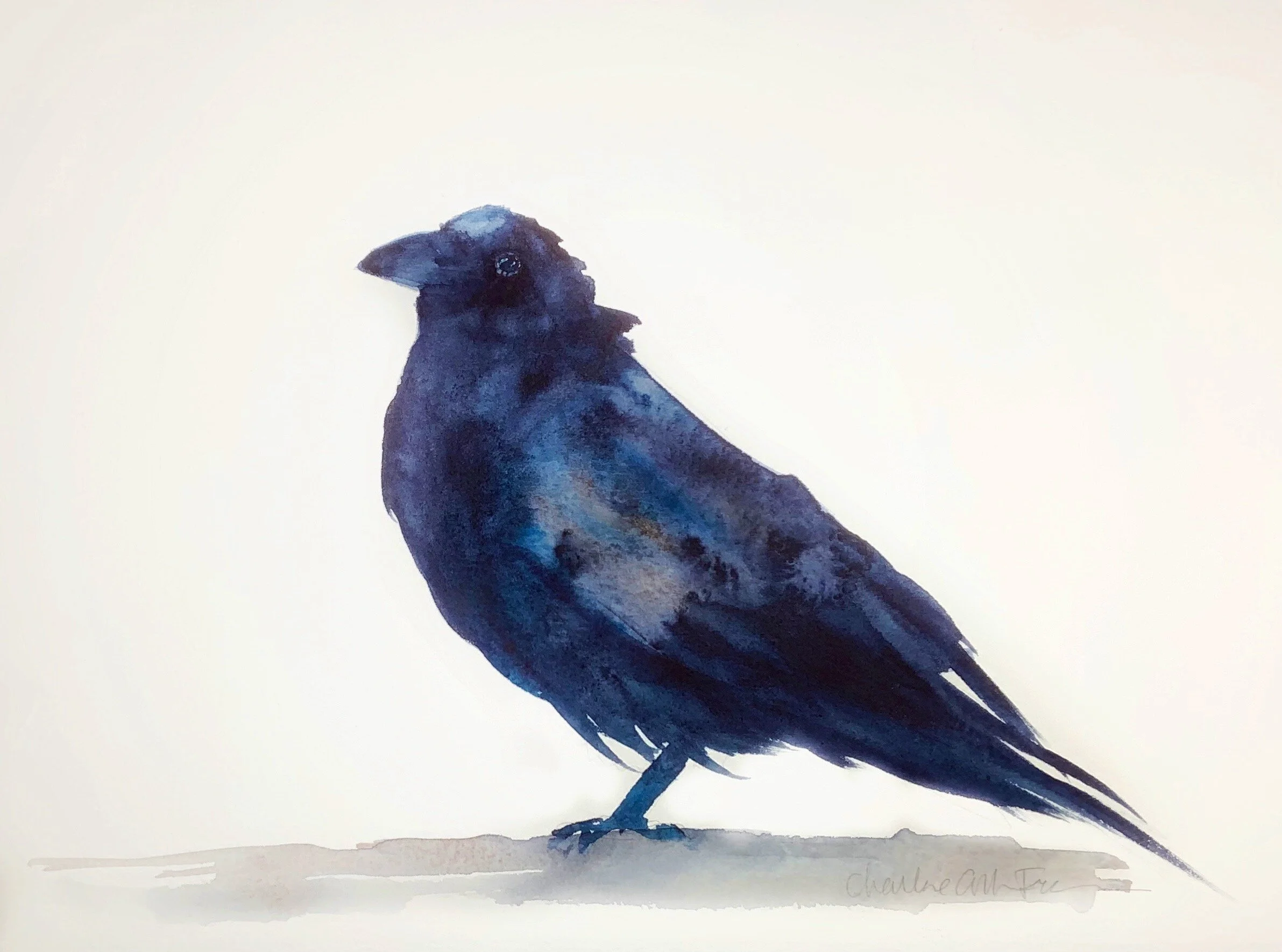 Crow 9 x 12.jpeg